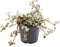 Goed & Groen - Pilea Glaucophylla Greyzy - ↨ 10cm - Potmaat 6 - Exclusieve Kwaliteit Planten - Kamer Plant - Kamerplanten - Sfeer - Interieur