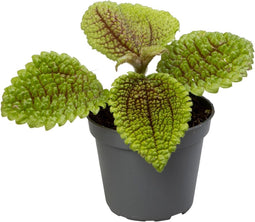 Goed & Groen - Pilea Moonvalley - ↨ 12cm - Potmaat 6 - Exclusieve Kwaliteit Planten - Kamer Plant - Kamerplanten - Sfeer - Interieur