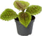 Goed & Groen - Pilea Moonvalley - ↨ 12cm - Potmaat 6 - Exclusieve Kwaliteit Planten - Kamer Plant - Kamerplanten - Sfeer - Interieur