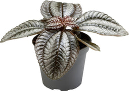 Goed & Groen - Pilea Norfolk - ↨ 8cm - Potmaat 6 - Exclusieve Kwaliteit Planten - Kamer Plant - Kamerplanten - Sfeer - Interieur