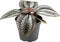 Goed & Groen - Pilea Norfolk - ↨ 8cm - Potmaat 6 - Exclusieve Kwaliteit Planten - Kamer Plant - Kamerplanten - Sfeer - Interieur
