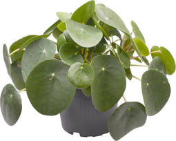 Goed & Groen - Pilea peperomioides - ↨ 20cm - Potmaat 12 - Exclusieve Kwaliteit Planten - Kamer Plant - Kamerplanten - Sfeer - Interieur