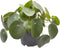 Goed & Groen - Pilea peperomioides - ↨ 20cm - Potmaat 12 - Exclusieve Kwaliteit Planten - Kamer Plant - Kamerplanten - Sfeer - Interieur