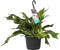 Goed & Groen - Platycerium bifurcatum 'Netherlands' - ↨ 35cm - Potmaat 17 - Exclusieve Kwaliteit Planten - Kamer Plant - Kamerplanten - Sfeer - Interieur