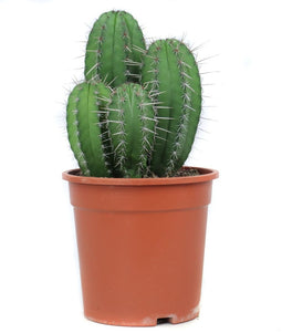 Goed & Groen - Polaskia Chichipe - ↨ 45cm - Potmaat 21 - Exclusieve Kwaliteit Planten - Kamer Plant - Kamerplanten - Sfeer - Interieur