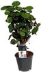 Goed & Groen - Polyscias 'Fabian' - ↨ 40cm - Potmaat 12 - Exclusieve Kwaliteit Planten - Kamer Plant - Kamerplanten - Sfeer - Interieur
