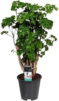 Goed & Groen - Polyscias Roble (vertakt) - ↨ 60cm - Potmaat 17 - Exclusieve Kwaliteit Planten - Kamer Plant - Kamerplanten - Sfeer - Interieur