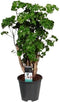Goed & Groen - Polyscias Roble (vertakt) - ↨ 60cm - Potmaat 17 - Exclusieve Kwaliteit Planten - Kamer Plant - Kamerplanten - Sfeer - Interieur