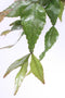 Goed & Groen - Rhipsalis elliptica - ↨ 35cm - Potmaat 17 - Exclusieve Kwaliteit Planten - Kamer Plant - Kamerplanten - Sfeer - Interieur