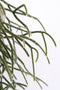 Goed & Groen - Rhipsalis pilocarpa - ↨ 30cm - Potmaat 17 - Exclusieve Kwaliteit Planten - Kamer Plant - Kamerplanten - Sfeer - Interieur