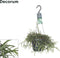 Goed & Groen - Rhipsalis pilocarpa - ↨ 30cm - Potmaat 17 - Exclusieve Kwaliteit Planten - Kamer Plant - Kamerplanten - Sfeer - Interieur