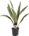 Goed & Groen - Sansevieria Aubrytniana Metallica - ↨ 55cm - Potmaat 14 - Exclusieve Kwaliteit Planten - Kamer Plant - Kamerplanten - Sfeer - Interieur