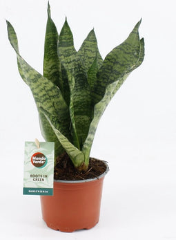 Goed & Groen - Sansevieria Black Coral - ↨ 35cm - Potmaat 12 - Exclusieve Kwaliteit Planten - Kamer Plant - Kamerplanten - Sfeer - Interieur