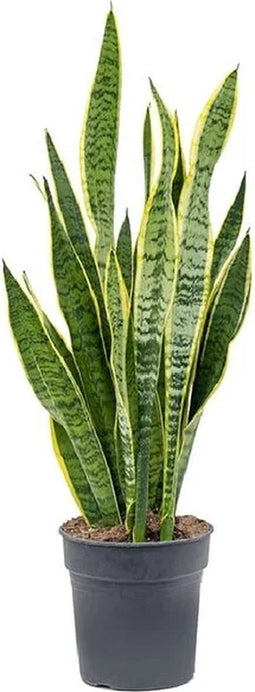Goed & Groen - Sansevieria Laurentii - ↨ 60cm - Potmaat 19 - Exclusieve Kwaliteit Planten - Kamer Plant - Kamerplanten - Sfeer - Interieur