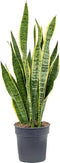 Goed & Groen - Sansevieria Laurentii - ↨ 60cm - Potmaat 19 - Exclusieve Kwaliteit Planten - Kamer Plant - Kamerplanten - Sfeer - Interieur