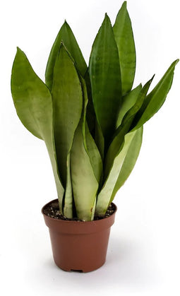 Goed & Groen - Sansevieria Moonshine - ↨ 40cm - Potmaat 12 - Exclusieve Kwaliteit Planten - Kamer Plant - Kamerplanten - Sfeer - Interieur