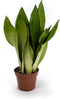 Goed & Groen - Sansevieria Moonshine - ↨ 40cm - Potmaat 12 - Exclusieve Kwaliteit Planten - Kamer Plant - Kamerplanten - Sfeer - Interieur