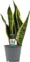 Goed & Groen - Sansevieria Superba - ↨ 35cm - Potmaat 12 - Exclusieve Kwaliteit Planten - Kamer Plant - Kamerplanten - Sfeer - Interieur