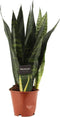 Goed & Groen - Sansevieria trifasciata 'Black Coral' - ↨ 35cm - Potmaat 12 - Exclusieve Kwaliteit Planten - Kamer Plant - Kamerplanten - Sfeer - Interieur