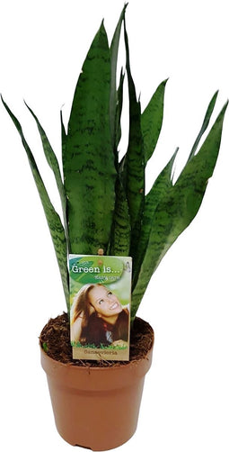 Goed & Groen - Sansevieria Zeylanica - ↨ 60cm - Potmaat 17 - Exclusieve Kwaliteit Planten - Kamer Plant - Kamerplanten - Sfeer - Interieur
