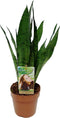 Goed & Groen - Sansevieria Zeylanica - ↨ 60cm - Potmaat 17 - Exclusieve Kwaliteit Planten - Kamer Plant - Kamerplanten - Sfeer - Interieur