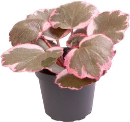 Goed & Groen - Saxifraga Variegata - ↨ 10cm - Potmaat 6 - Exclusieve Kwaliteit Planten - Kamer Plant - Kamerplanten - Sfeer - Interieur