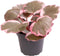 Goed & Groen - Saxifraga Variegata - ↨ 10cm - Potmaat 6 - Exclusieve Kwaliteit Planten - Kamer Plant - Kamerplanten - Sfeer - Interieur