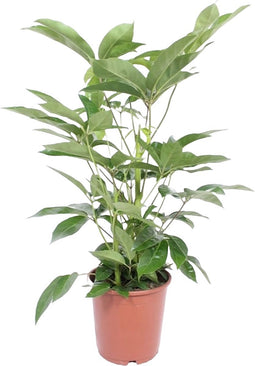 Goed & Groen - Schefflera actinophylla ' Amate’ - ↨ 85cm - Potmaat 24 - Exclusieve Kwaliteit Planten - Kamer Plant - Kamerplanten - Sfeer - Interieur
