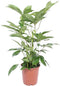 Goed & Groen - Schefflera actinophylla ' Amate’ - ↨ 85cm - Potmaat 24 - Exclusieve Kwaliteit Planten - Kamer Plant - Kamerplanten - Sfeer - Interieur
