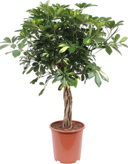 Goed & Groen - Schefflera Arboricola Gold Capella - ↨ 75cm - Potmaat 19 - Exclusieve Kwaliteit Planten - Kamer Plant - Kamerplanten - Sfeer - Interieur