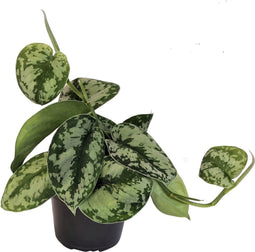 Goed & Groen - Scindapsus Pictus - ↨ 15cm - Potmaat 12 - Exclusieve Kwaliteit Planten - Kamer Plant - Kamerplanten - Sfeer - Interieur