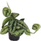 Goed & Groen - Scindapsus Pictus - ↨ 15cm - Potmaat 12 - Exclusieve Kwaliteit Planten - Kamer Plant - Kamerplanten - Sfeer - Interieur