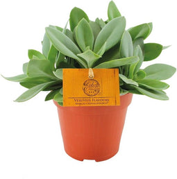 Goed & Groen - Senecio Cephalophorus - ↨ 20cm - Potmaat 12 - Exclusieve Kwaliteit Planten - Kamer Plant - Kamerplanten - Sfeer - Interieur