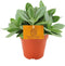 Goed & Groen - Senecio Cephalophorus - ↨ 20cm - Potmaat 12 - Exclusieve Kwaliteit Planten - Kamer Plant - Kamerplanten - Sfeer - Interieur