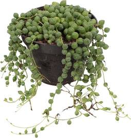 Goed & Groen - Senecio Rowleyanus of Erwtenplant - ↨ 22cm - Potmaat 12 - Exclusieve Kwaliteit Planten - Kamer Plant - Kamerplanten - Sfeer - Interieur