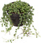 Goed & Groen - Senecio Rowleyanus of Erwtenplant - ↨ 22cm - Potmaat 12 - Exclusieve Kwaliteit Planten - Kamer Plant - Kamerplanten - Sfeer - Interieur