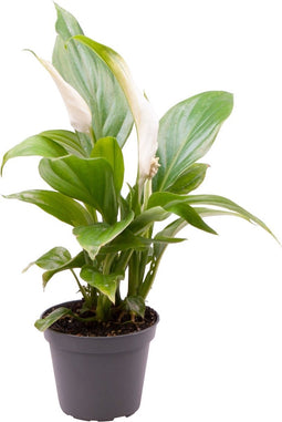 Goed & Groen - Spathiphyllum - ↨ 15cm - Potmaat 6 - Exclusieve Kwaliteit Planten - Kamer Plant - Kamerplanten - Sfeer - Interieur