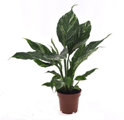 Goed & Groen - Spathiphyllum Diamond - ↨ 40cm - Potmaat 12 - Exclusieve Kwaliteit Planten - Kamer Plant - Kamerplanten - Sfeer - Interieur