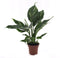 Goed & Groen - Spathiphyllum Diamond - ↨ 40cm - Potmaat 12 - Exclusieve Kwaliteit Planten - Kamer Plant - Kamerplanten - Sfeer - Interieur