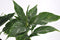 Goed & Groen - Spathiphyllum Diamond - ↨ 40cm - Potmaat 12 - Exclusieve Kwaliteit Planten - Kamer Plant - Kamerplanten - Sfeer - Interieur