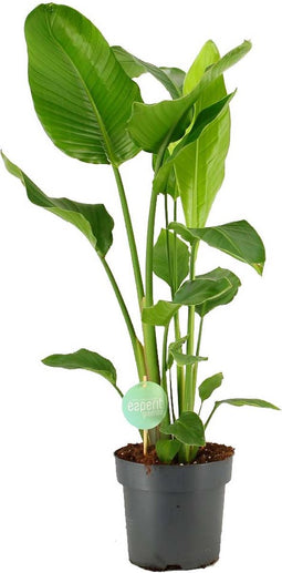 Goed & Groen - Strelitzia Nicolai - ↨ 100cm - Potmaat 21 - Exclusieve Kwaliteit Planten - Kamer Plant - Kamerplanten - Sfeer - Interieur