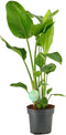 Goed & Groen - Strelitzia Nicolai - ↨ 100cm - Potmaat 21 - Exclusieve Kwaliteit Planten - Kamer Plant - Kamerplanten - Sfeer - Interieur