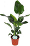 Goed & Groen - Strelitzia Nicolai - ↨ 100cm - Potmaat 21 - Exclusieve Kwaliteit Planten - Kamer Plant - Kamerplanten - Sfeer - Interieur