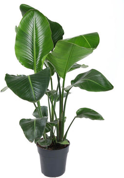Goed & Groen - Strelitzia Nicolai - ↨ 100cm - Potmaat 24 - Exclusieve Kwaliteit Planten - Kamer Plant - Kamerplanten - Sfeer - Interieur