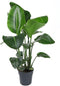 Goed & Groen - Strelitzia Nicolai - ↨ 100cm - Potmaat 24 - Exclusieve Kwaliteit Planten - Kamer Plant - Kamerplanten - Sfeer - Interieur