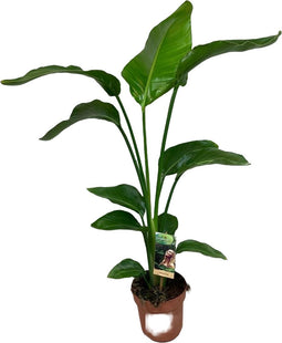 Goed & Groen - Strelitzia nicolai - ↨ 90cm - Potmaat 17 - Exclusieve Kwaliteit Planten - Kamer Plant - Kamerplanten - Sfeer - Interieur