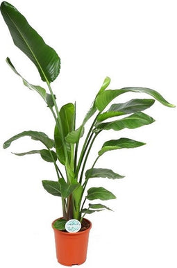 Goed & Groen - Strelitzia nicolai - XL - ↨ 140cm - Potmaat 27 - Exclusieve Kwaliteit Planten - Kamer Plant - Kamerplanten - Sfeer - Interieur