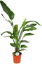 Goed & Groen - Strelitzia nicolai - XL - ↨ 140cm - Potmaat 27 - Exclusieve Kwaliteit Planten - Kamer Plant - Kamerplanten - Sfeer - Interieur