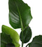 Goed & Groen - Strelitzia nicolai - XL - ↨ 140cm - Potmaat 27 - Exclusieve Kwaliteit Planten - Kamer Plant - Kamerplanten - Sfeer - Interieur
