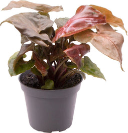 Goed & Groen - Syngonium Maria - ↨ 14cm - Potmaat 6 - Exclusieve Kwaliteit Planten - Kamer Plant - Kamerplanten - Sfeer - Interieur